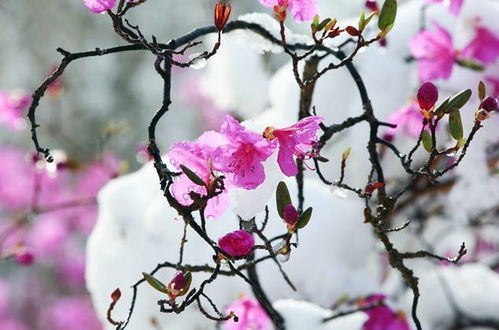 梅花开， 美不胜收