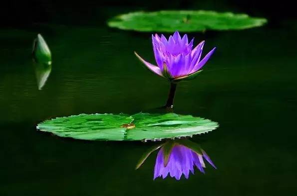 花语探秘：一花一世界