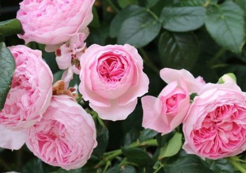 月季花的美丽之谜