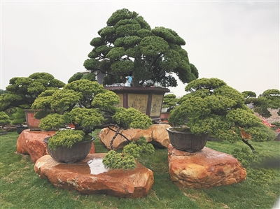 观赏苗木销售额稳步增长