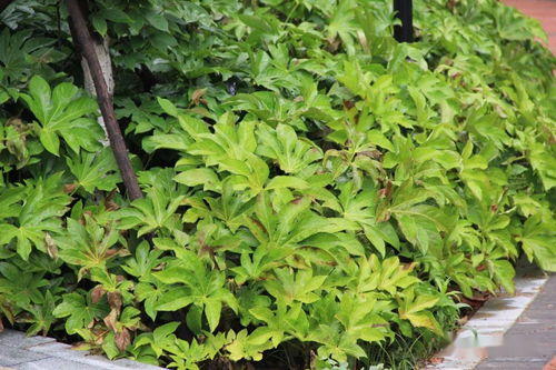 土壤准备大揭秘