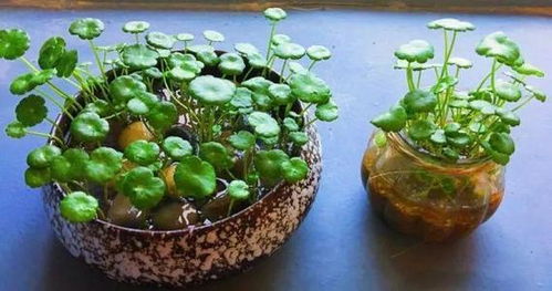 施肥篇：饼肥水， 简单又方便