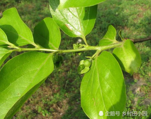 柿子树叶，你知道它有什么神奇功效吗