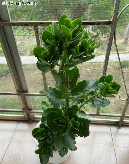 长寿花用什么肥料最好，能让长寿花爆盆的简单方法是什么