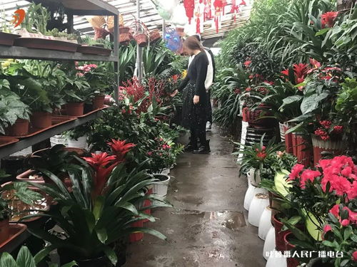 号店花卉园艺专区——高品质盆栽花卉的选择