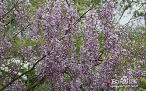 紫藤的生长特性， 影响速度大不大