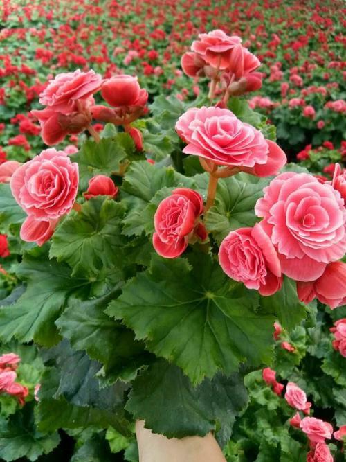 养护要点一：土壤要讲究