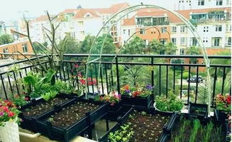 城市阳台的小绿洲