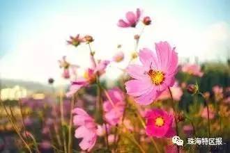 “百合花开花谢，难道不是在诉说着兄妹之间那份永恒的相随与深情吗
