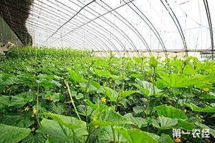 新疆蔬菜种植的环境