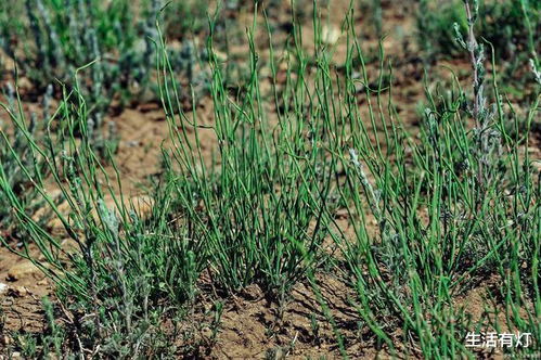 生态修复， 效果惊人