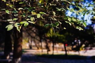 植物在冬天会枯萎的原因