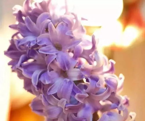 风信子什么季节种植最好，最适合种植风信子的季节是哪个