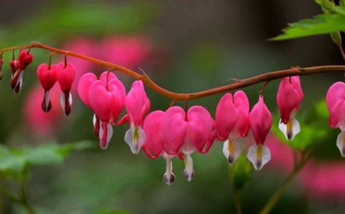 荷包牡丹的美丽之处