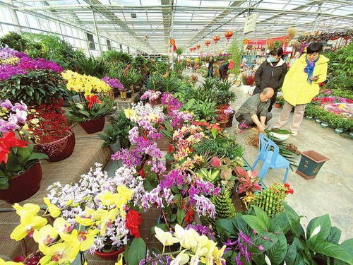 太原适合养什么花？市花市树品种推荐有哪些