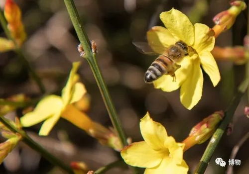 野生迎春花的花蜜浓度