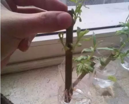 植物生根剂，种类繁多，你了解多少？