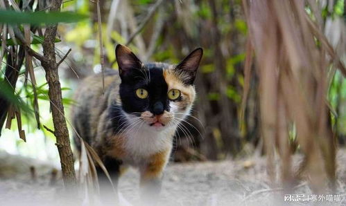 三花猫的基因与遗传