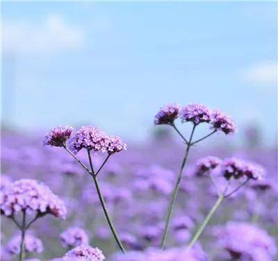 九月桃花刀，融合了美丽花海与勇敢战士的象征
