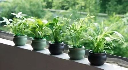 1. 植物叶片的反射作用