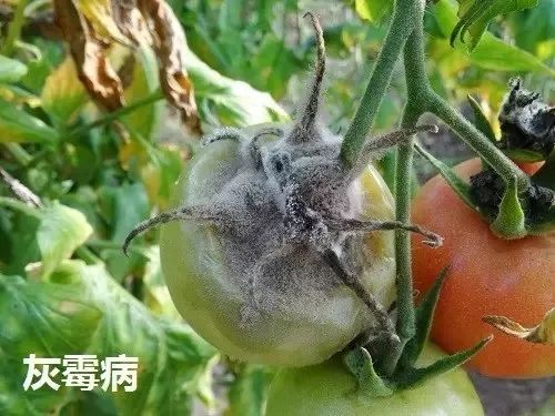 靓果安：广谱杀菌， 效果显著