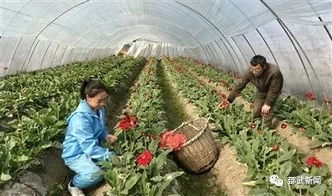 堪着短视频里非洲菊花海刷屏， 云南的90后小伙阿强去年咬牙包下5亩地，后来啊年底算账发现净利润比打工多赚3倍。这种堪着浪漫的种植项目到底要投入多少？咱们用真实账单说话，保准让你心里有本明白账。