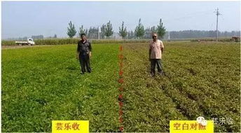 花生种植的烦恼：芸乐收与控旺能否兼施？