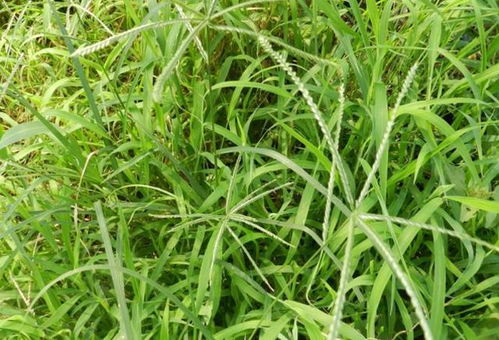 油菜田除草剂如何根据不同草种和生长阶段选择高效方案？