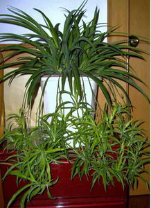 光照篇：给吊兰找个阳光小窝