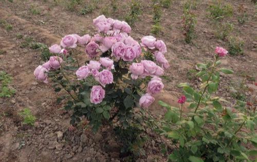 蓝色风暴月季：花中的神秘使者