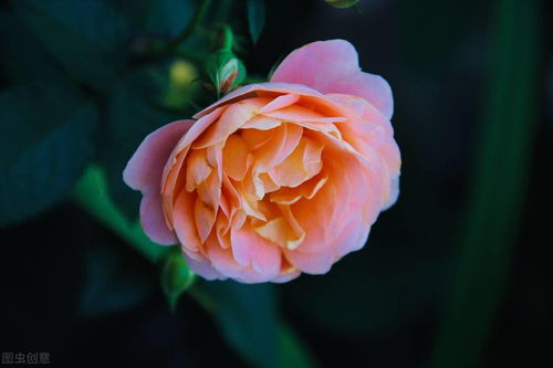 3. 注意土壤湿度，避免根部腐烂