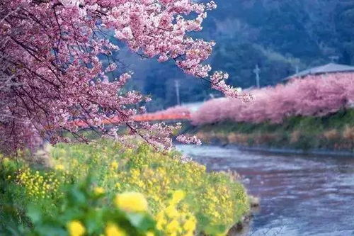 河津樱：早樱中的璀璨明珠