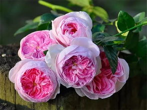 花色多变， 美丽动人