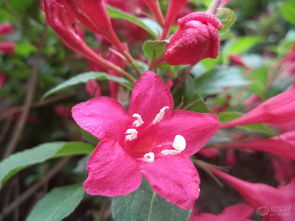 三大要命错误， 让你养不好红王子锦