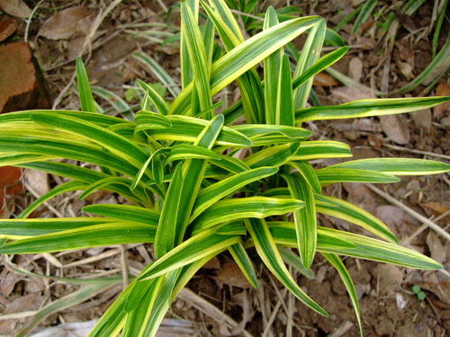 金边麦冬的栽种技巧