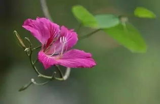 花瓣上的秘密：生命的语言