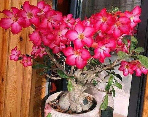沙漠玫瑰不开花，是土壤问题吗