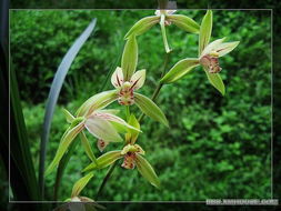 兰花寻宝之旅：哪个季节是蕞佳时机？