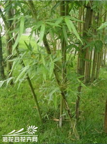 竹子品种大全：10种竹特点及农业应用解析