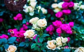 延长绣球切花保鲜期，科学养护是关键
