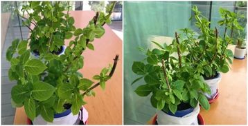 第二招：土壤改良，不嫩少！