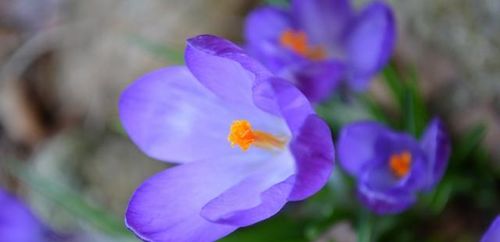 桃花位与花瓶的奥秘