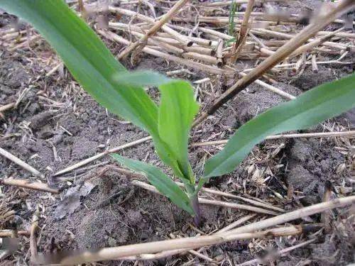 米虫，这是啥玩意儿？