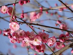 梅花在严寒中为什么可以傲然绽放？