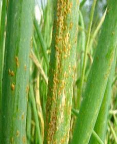 刚竹锈病，听起来就不好