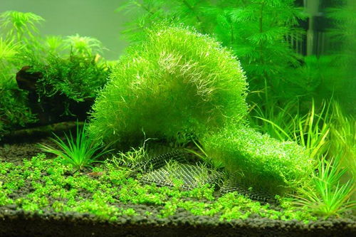 盆景青苔发黑，是土壤问题还是养护不当