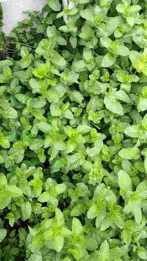 畜牧养殖：驱蚊草换盆后蔫了怎么办？浇水技巧揭秘！