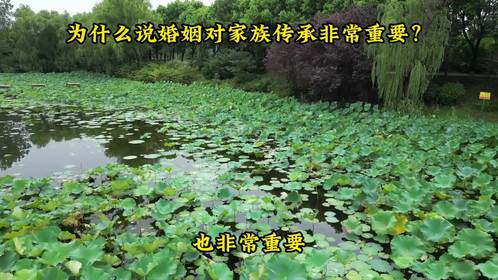 文竹，象征着家族传承