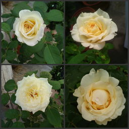 蜜桃雪山月季：它的优点，你真的了解吗？