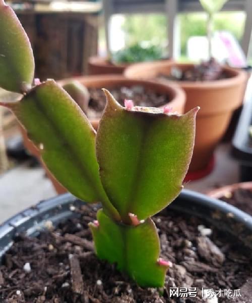 蟹爪兰开花后如何修剪和施肥？我来告诉你啦！